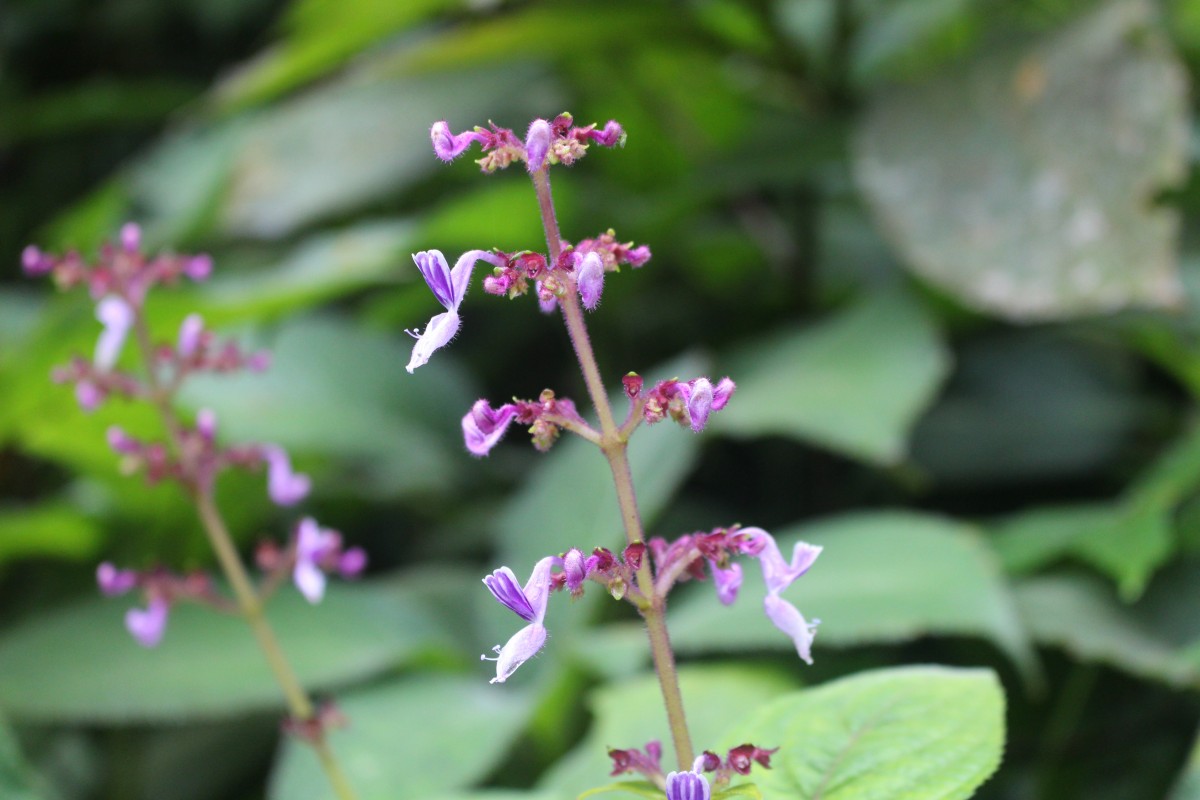 Coleus kanneliyensis L.H.Cramer & S. Balas.